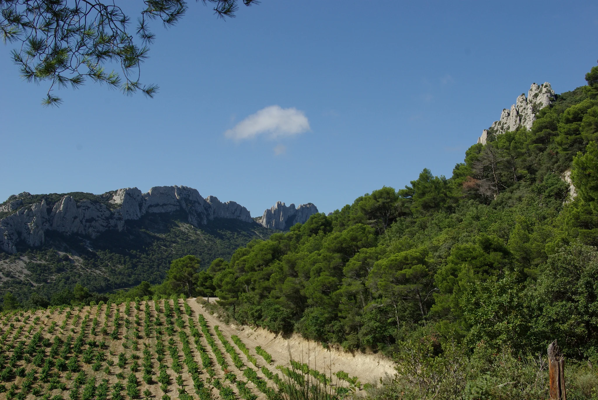 Vignobles autour de Gigondas